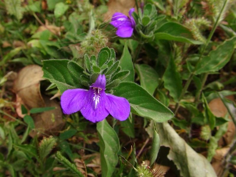 Woodland Water-Willow