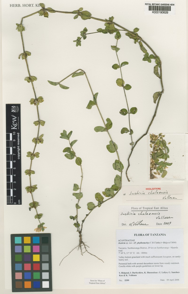 Justicia chalaensis