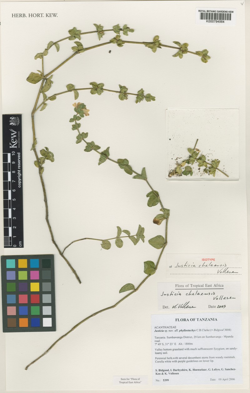 Justicia chalaensis photo 2