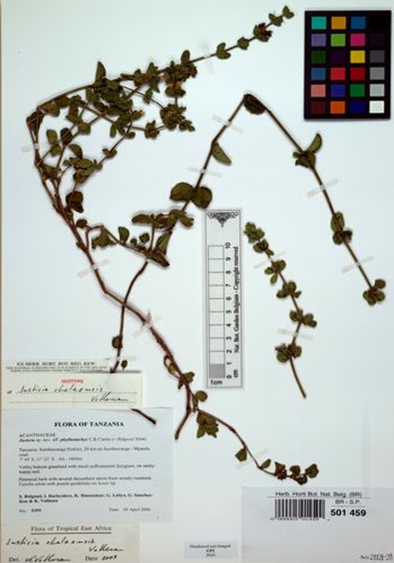 Justicia chalaensis photo 3