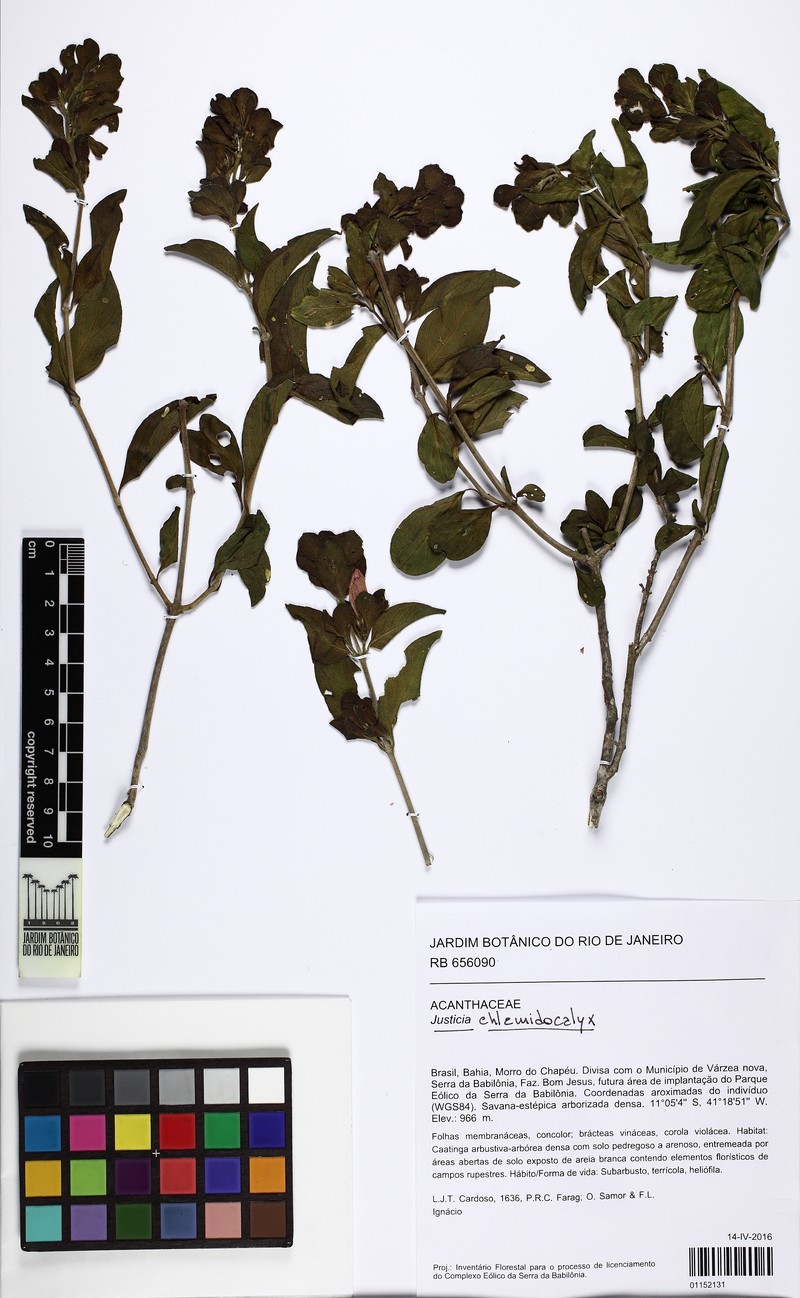 Justicia chlamidocalyx