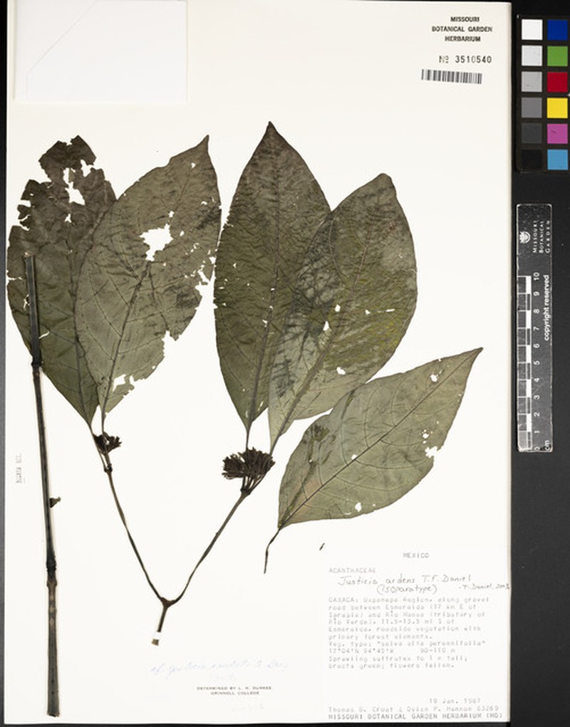 Justicia chrysostephana photo 3