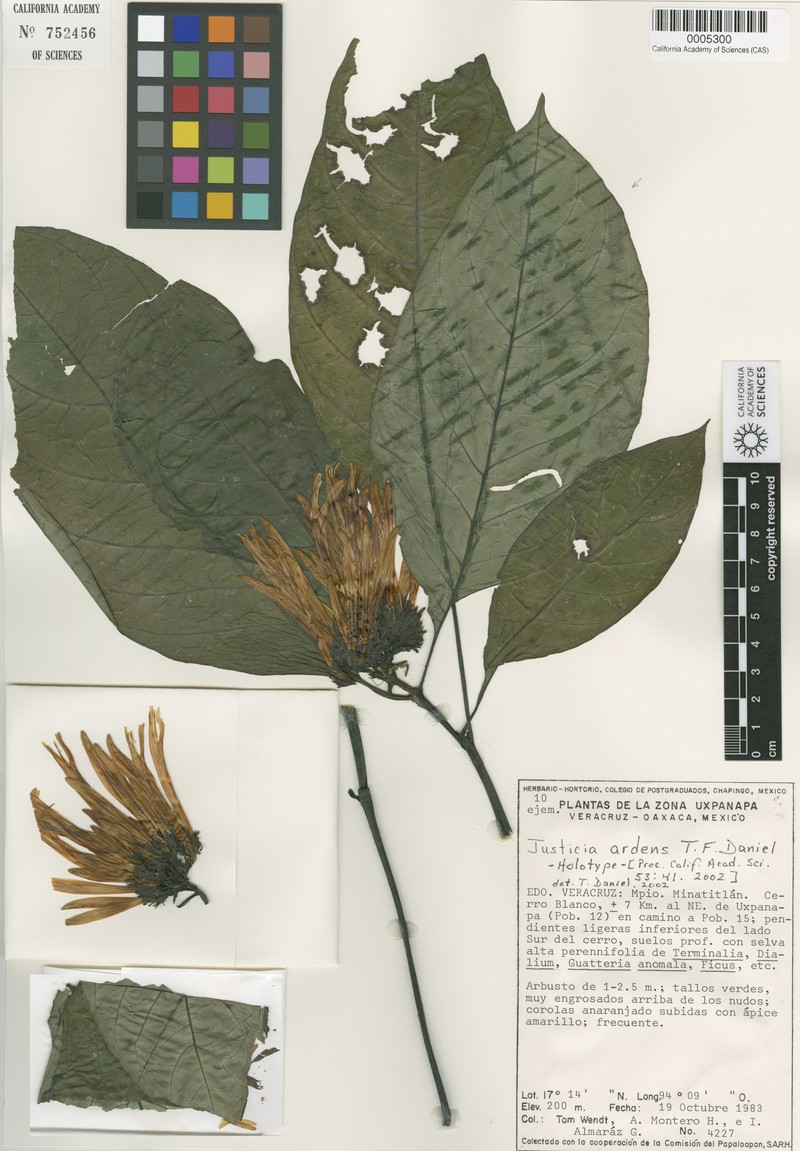 Justicia chrysostephana photo 4
