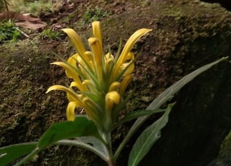 Justicia citrina photo 2