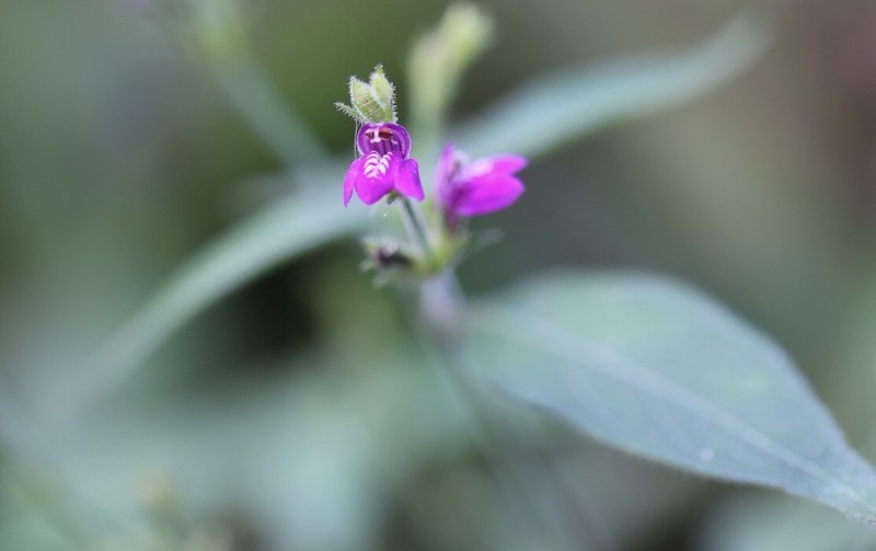 Cooley's Water-Willow photo 3