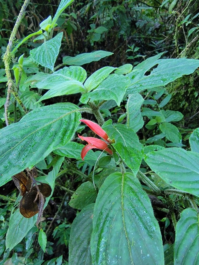 Justicia cordifolia