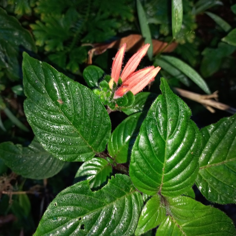Justicia cordifolia photo 2