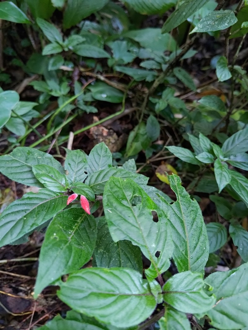 Justicia cordifolia photo 3