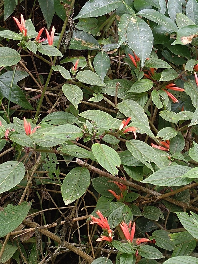 Justicia cordifolia photo 4
