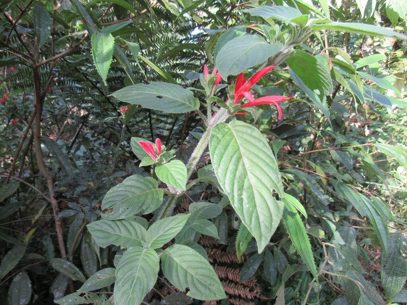 Justicia cordifolia photo 5