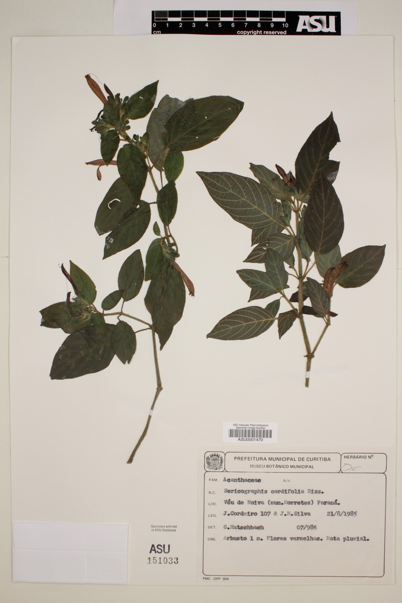 Justicia cordifolia photo 7