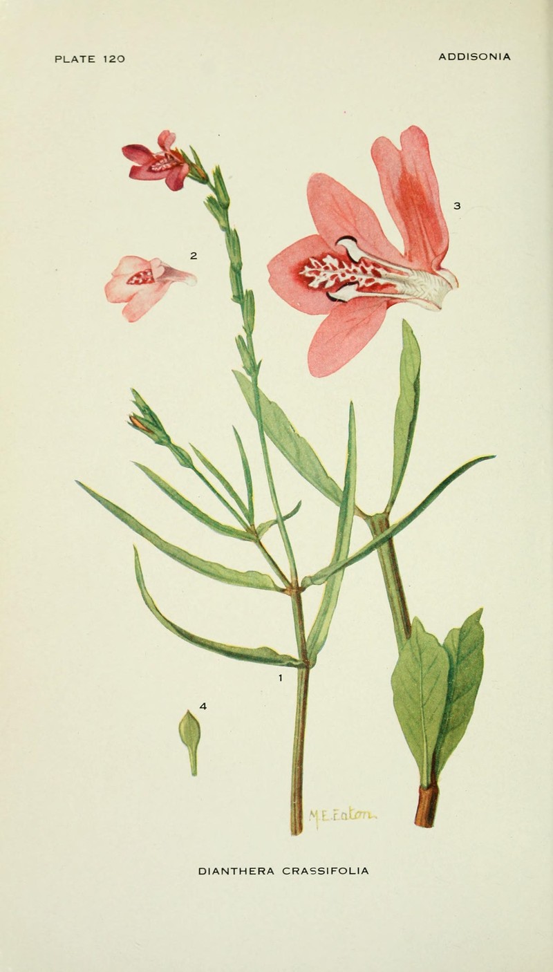 Thickleaf Water-Willow