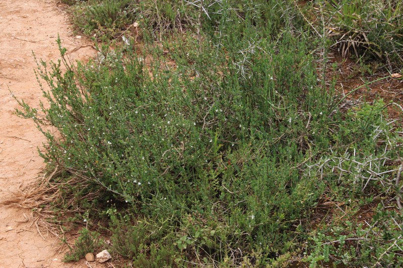 Justicia cuneata subsp. cuneata