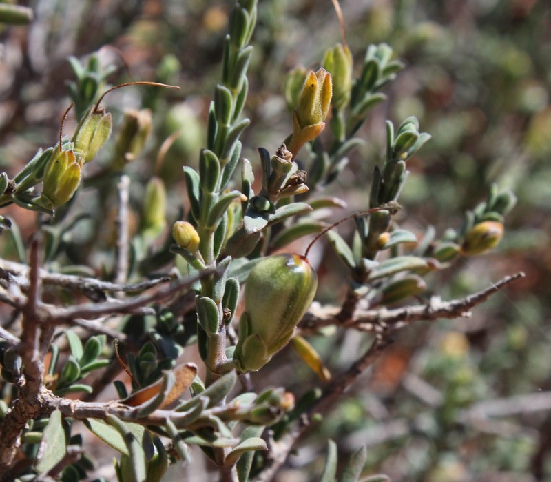 Justicia cuneata subsp. cuneata photo 2