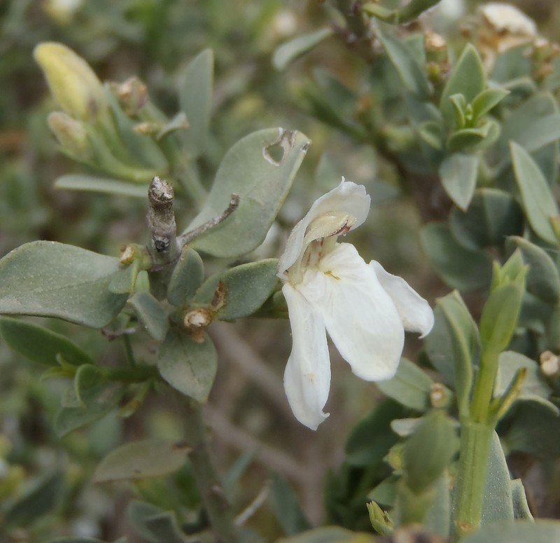 Justicia cuneata subsp. cuneata photo 3