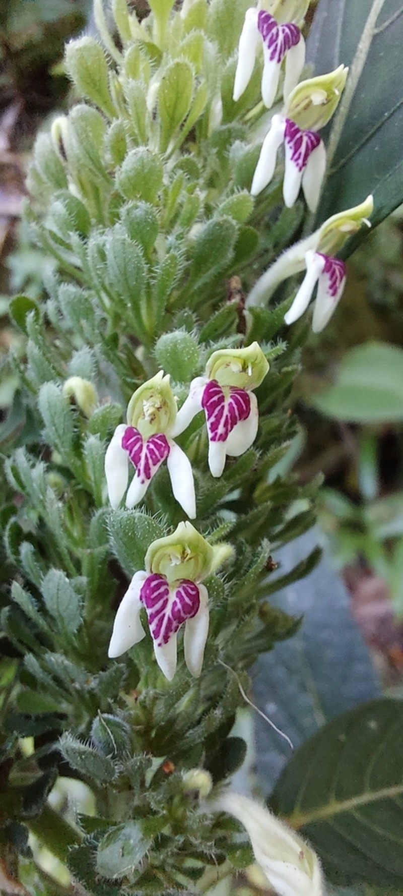 Justicia darienensis