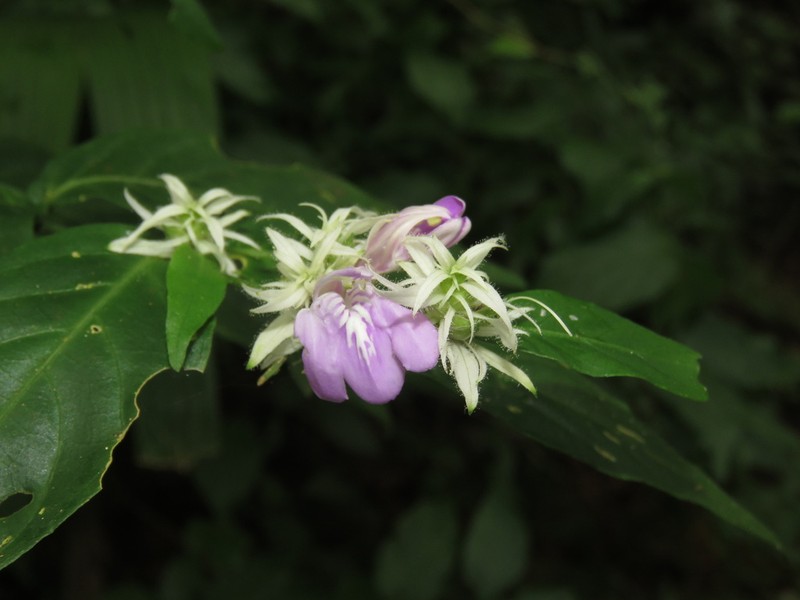Justicia distichophylla
