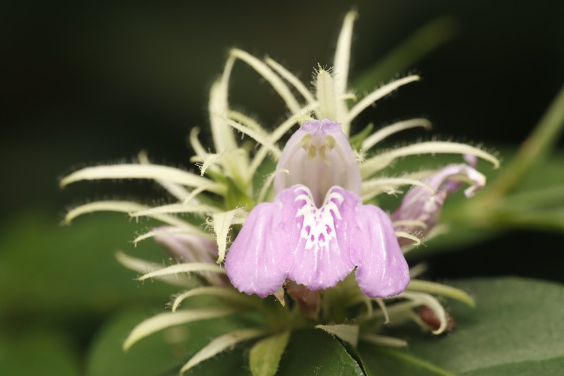 Justicia distichophylla photo 2