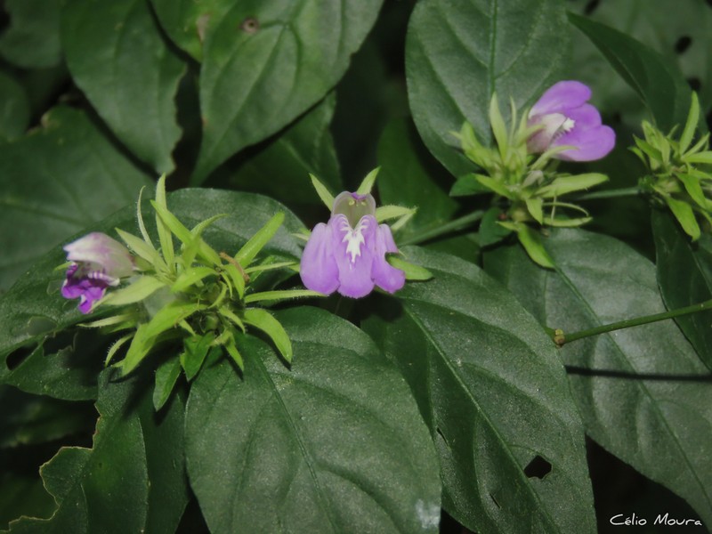 Justicia distichophylla photo 3