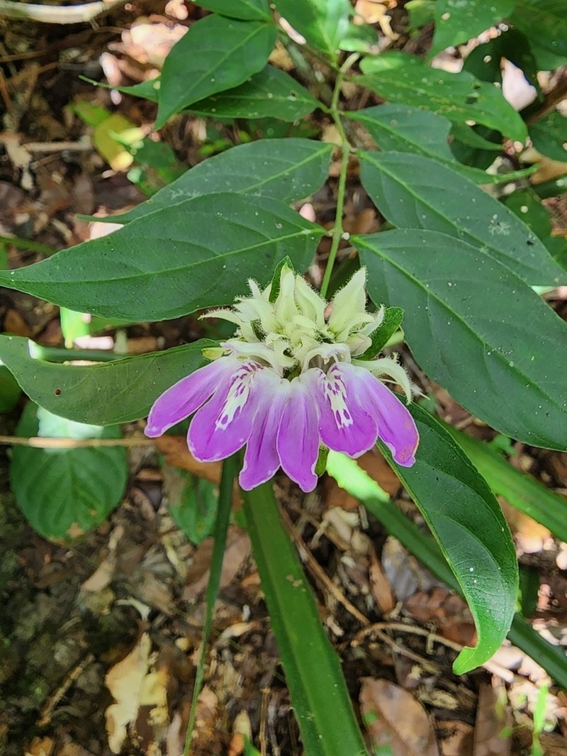 Justicia distichophylla photo 4