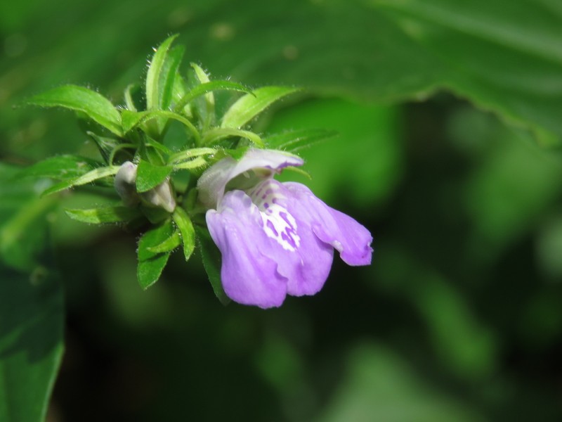 Justicia distichophylla photo 5