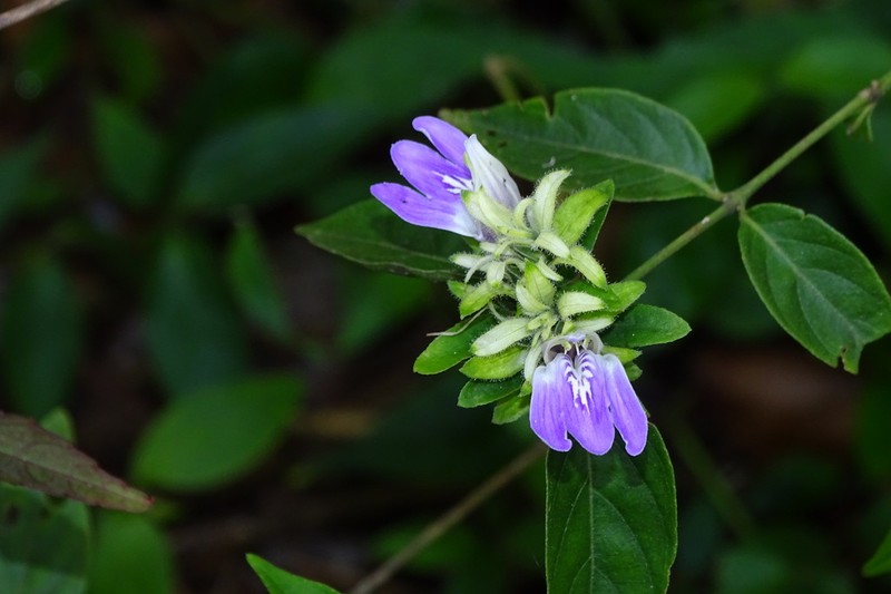 Justicia distichophylla photo 6