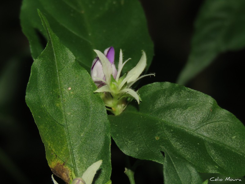 Justicia distichophylla photo 7