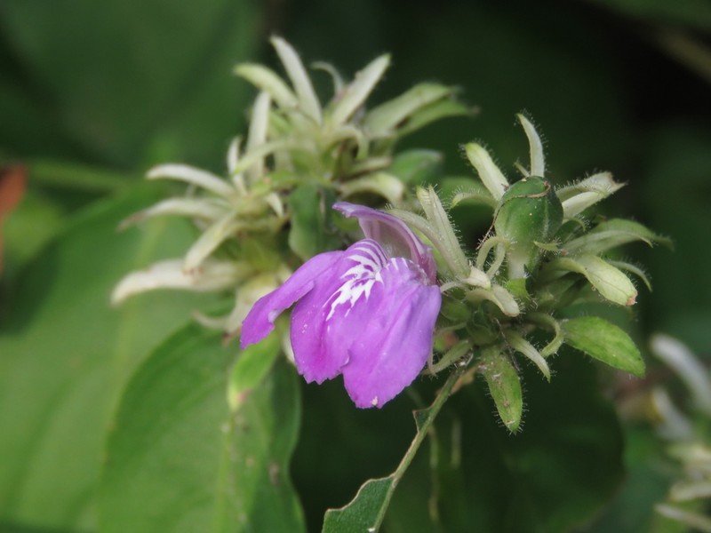 Justicia distichophylla photo 8