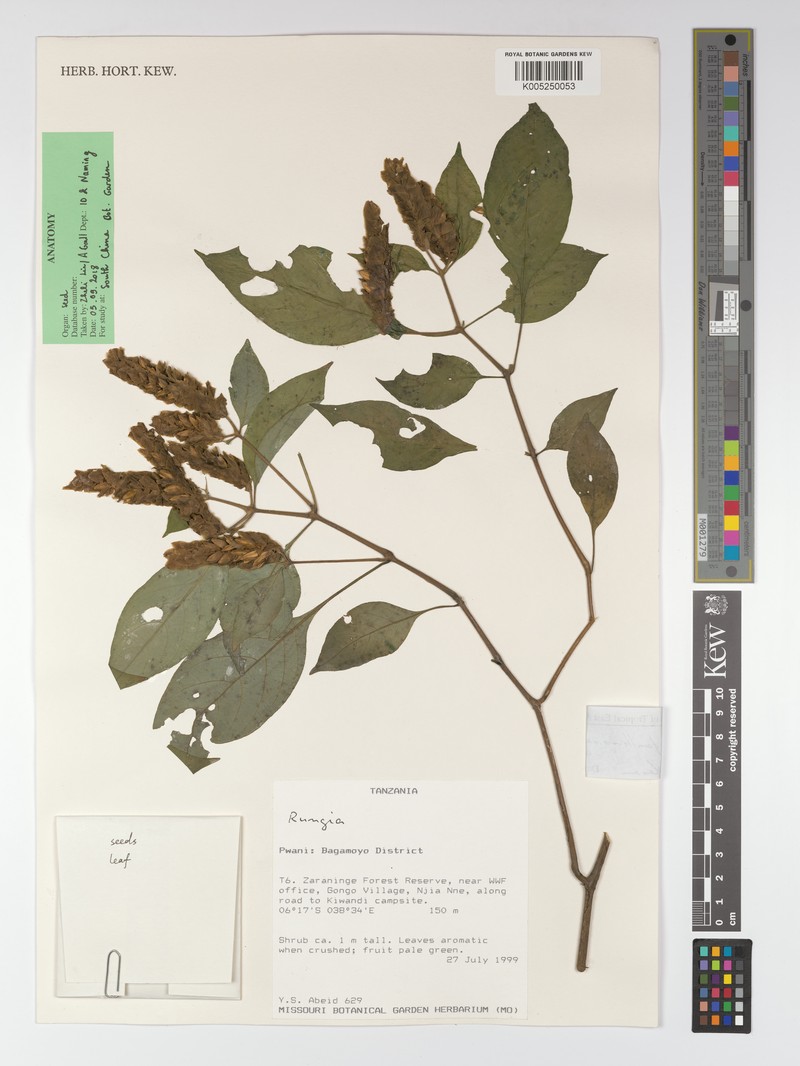 Justicia faulknerae photo 2
