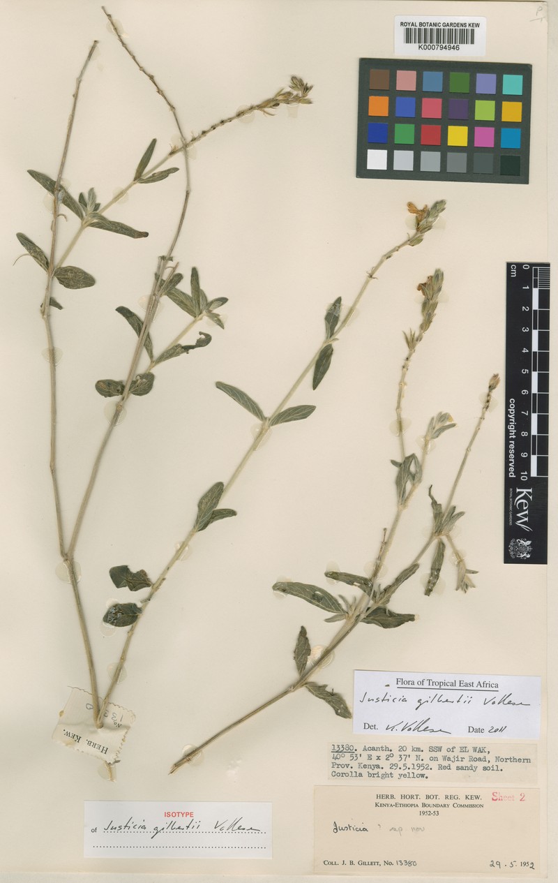 Justicia gilbertii photo 3