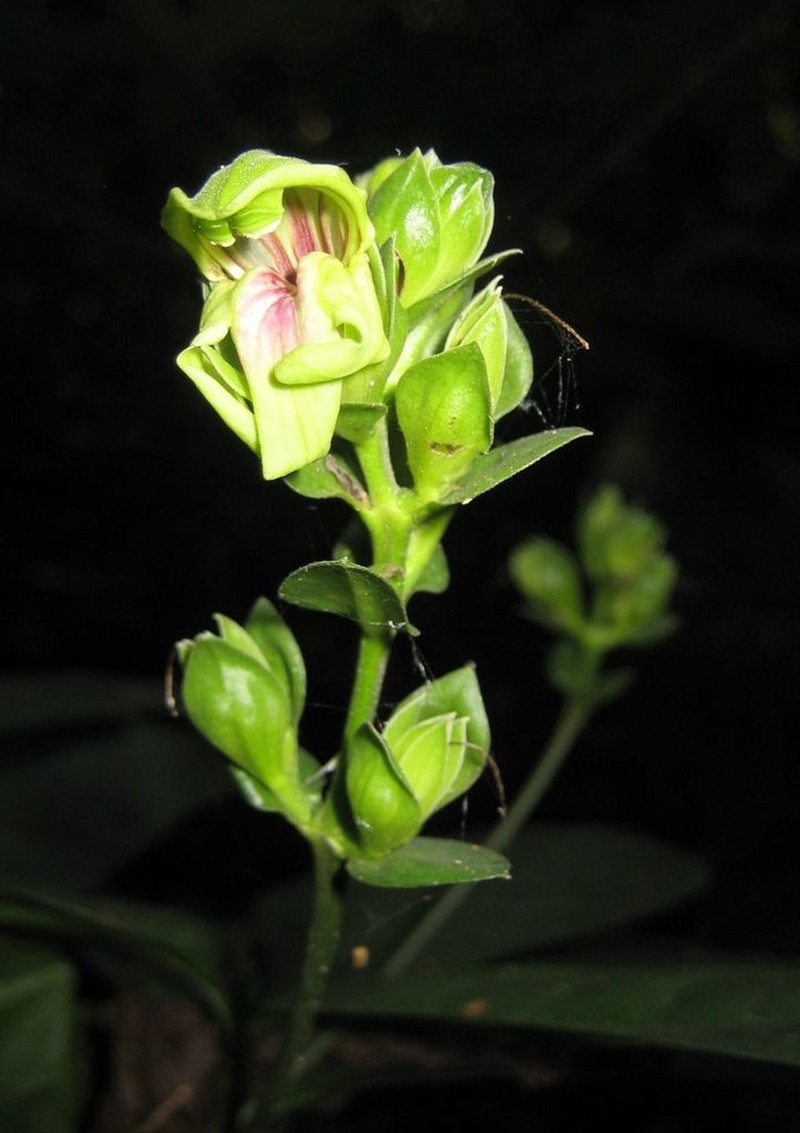 Justicia guineensis