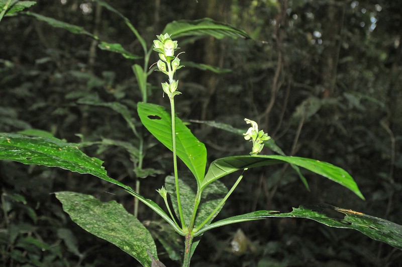 Justicia guineensis photo 3