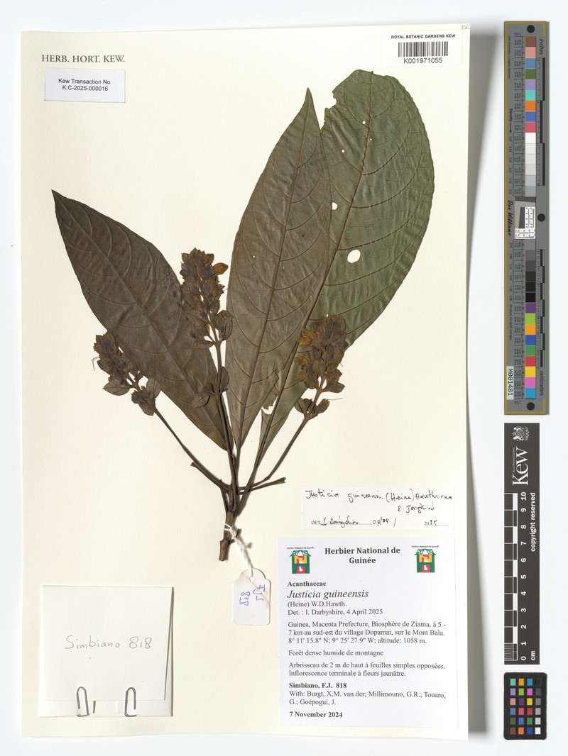 Justicia guineensis photo 4