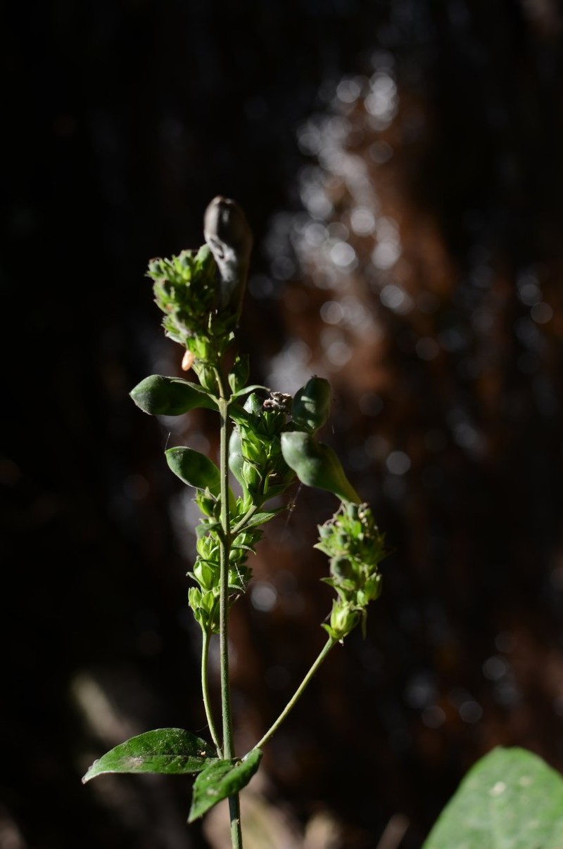 Justicia guineensis photo 5