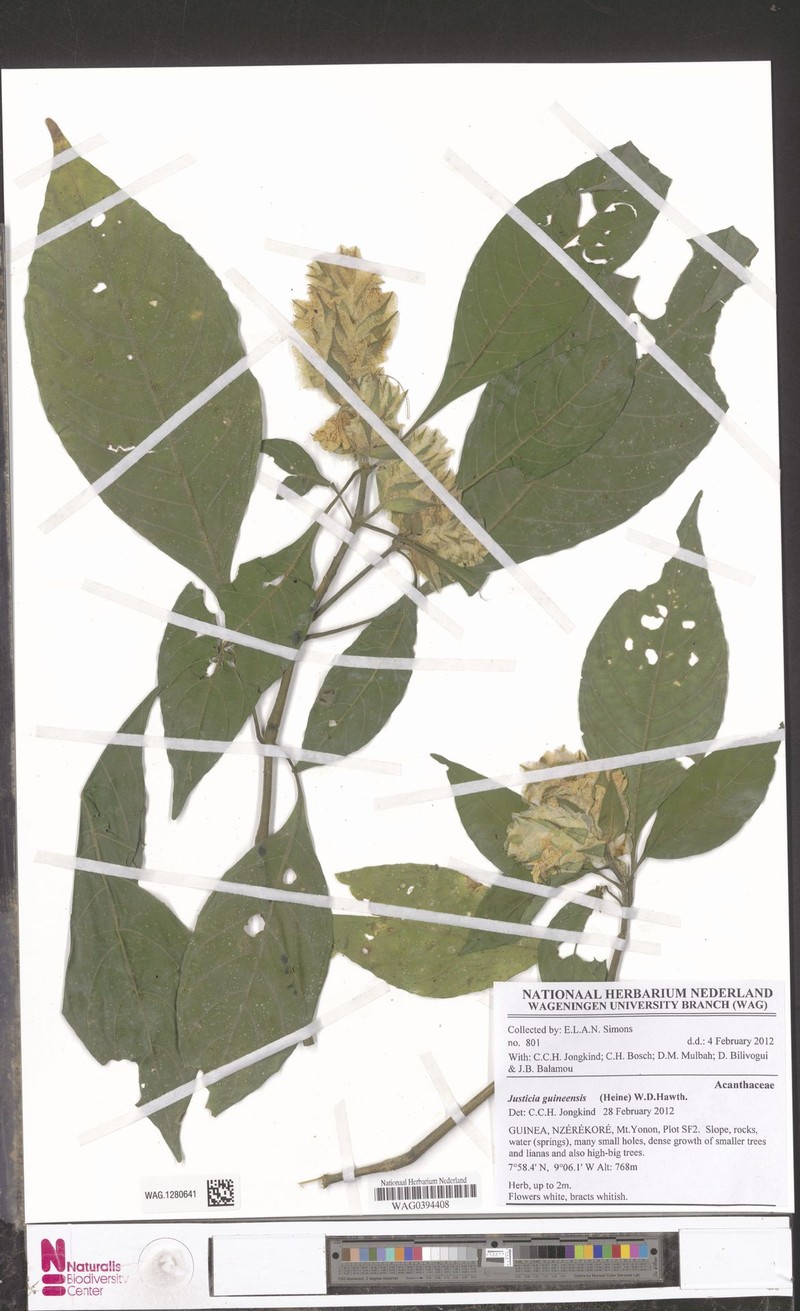 Justicia guineensis photo 6