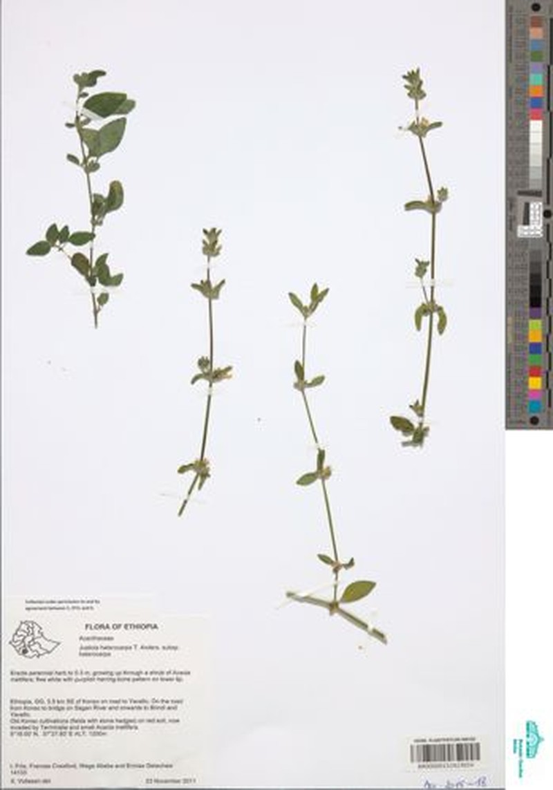 Justicia heterocarpa subsp. heterocarpa