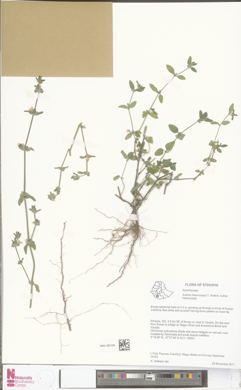 Justicia heterocarpa subsp. heterocarpa photo 2