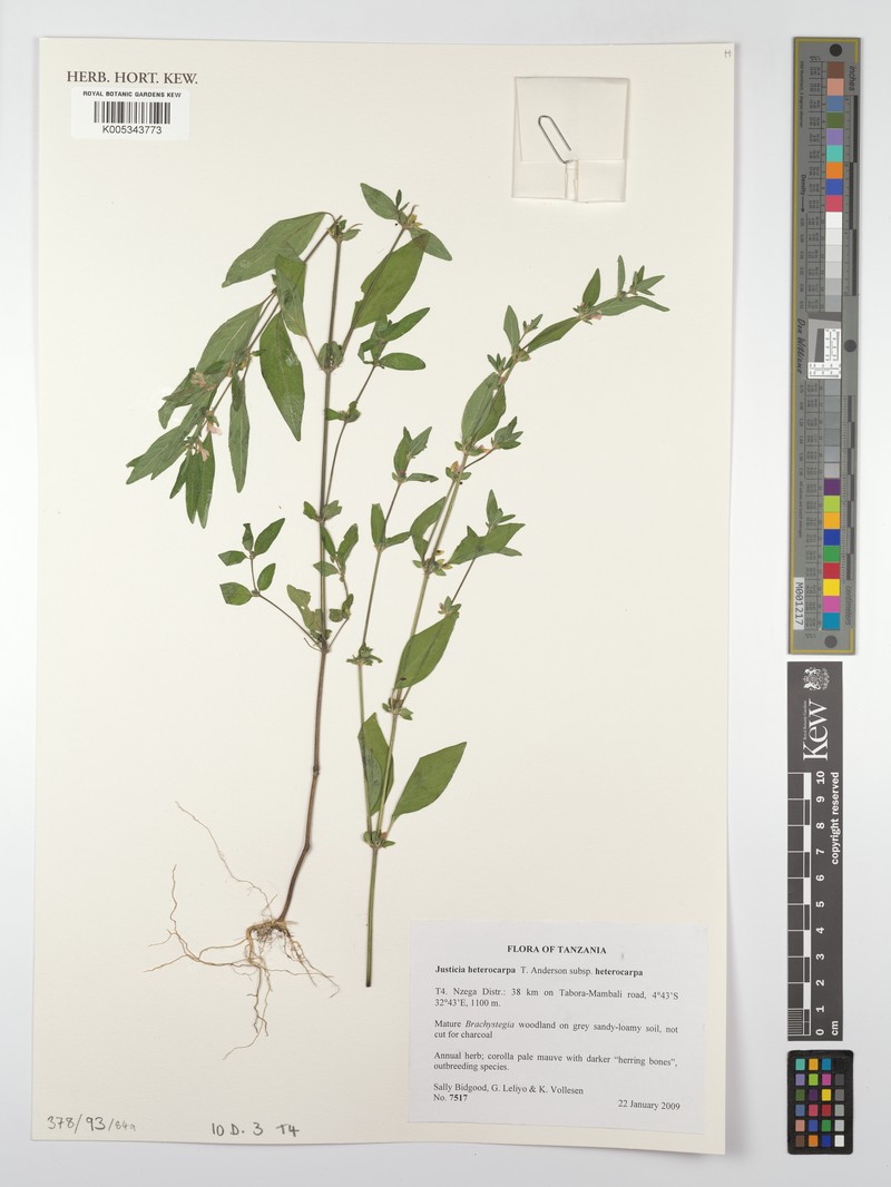 Justicia heterocarpa subsp. heterocarpa photo 3