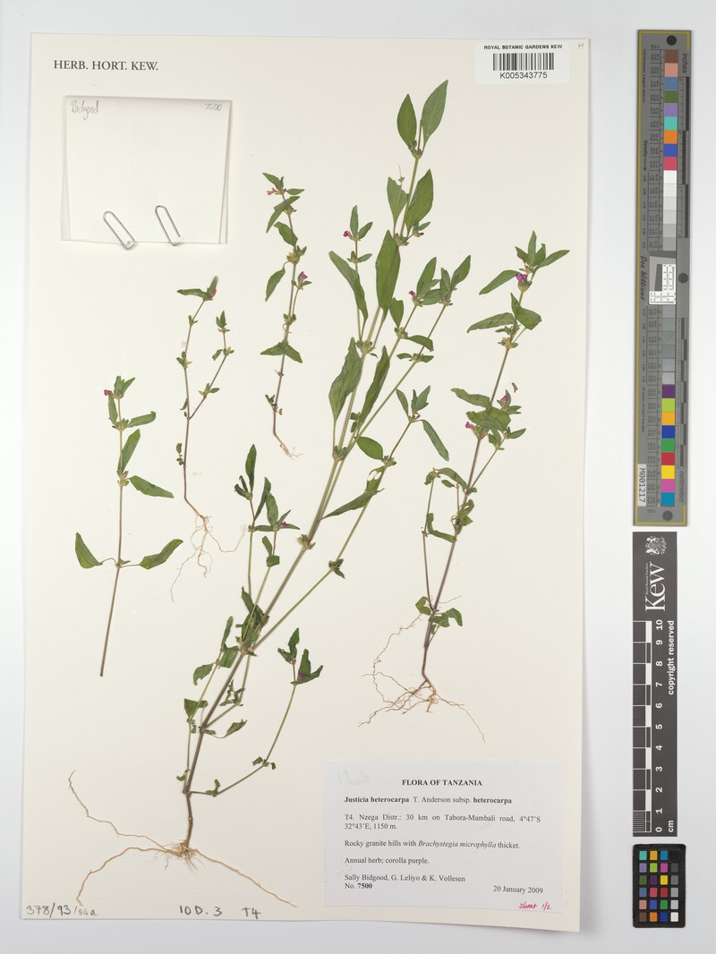 Justicia heterocarpa subsp. heterocarpa photo 4