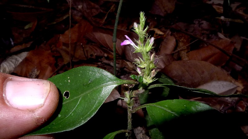 Justicia ilhensis