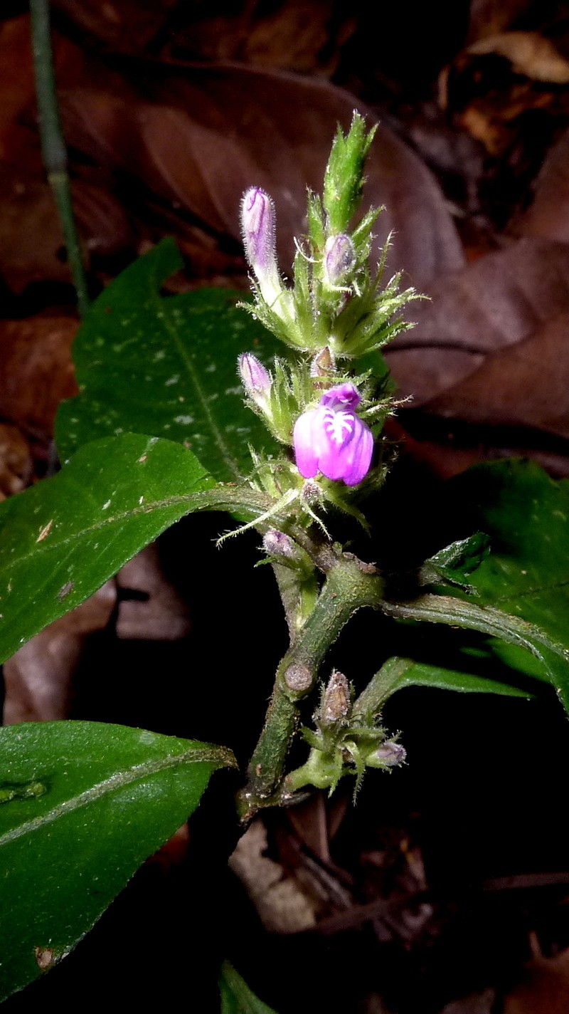 Justicia ilhensis photo 2