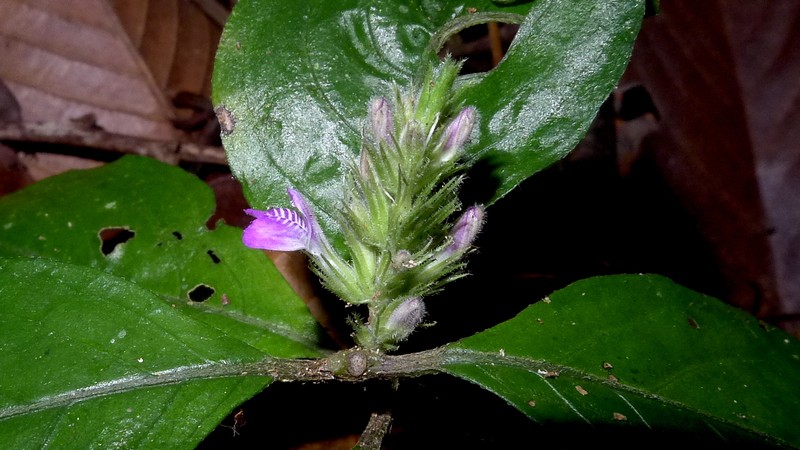 Justicia ilhensis photo 3