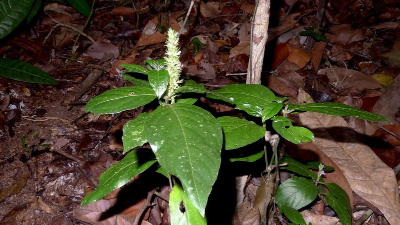 Justicia ilhensis photo 5