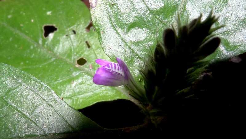 Justicia ilhensis photo 6