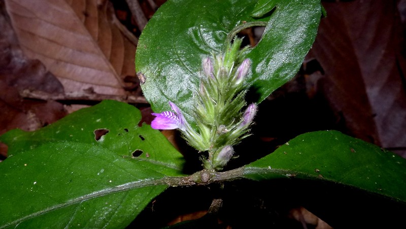 Justicia ilhensis photo 7