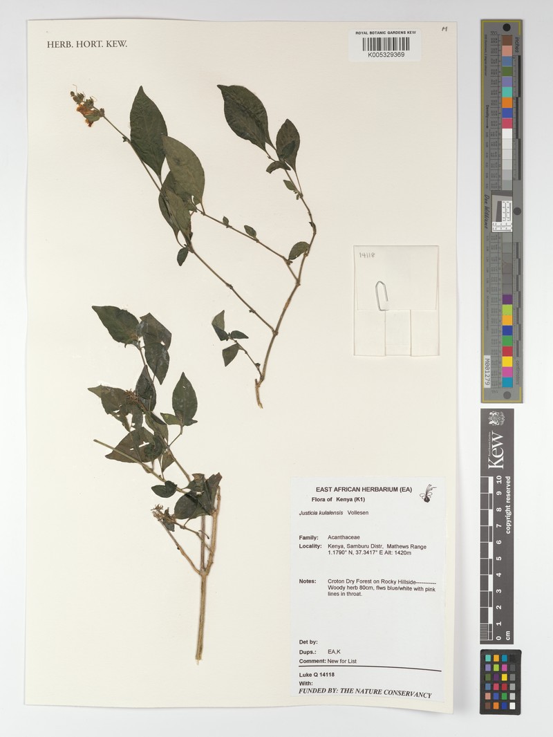 Justicia kulalensis