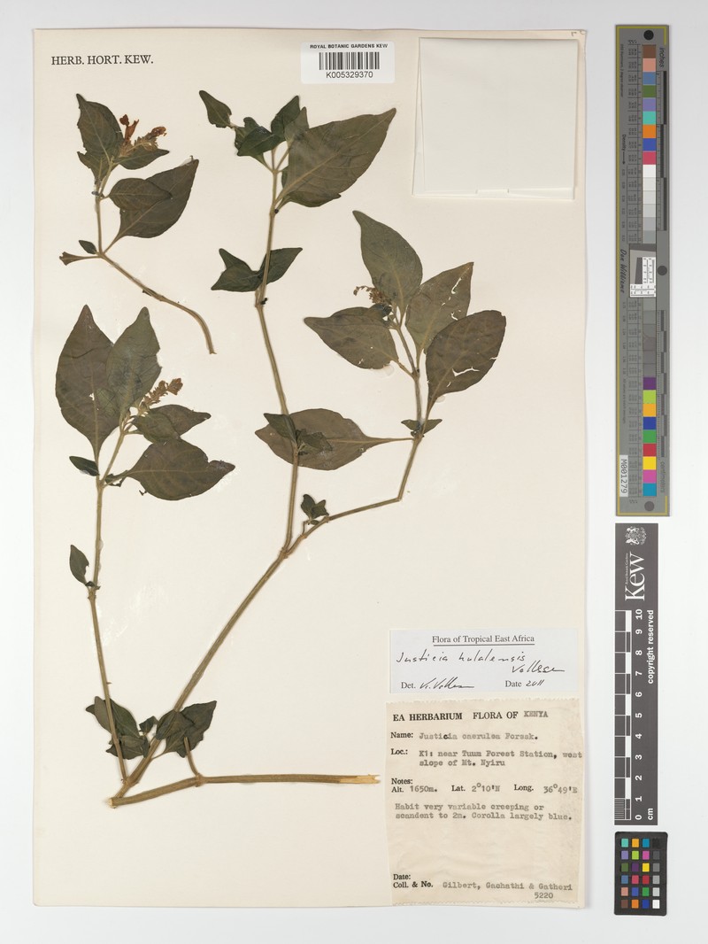 Justicia kulalensis photo 2