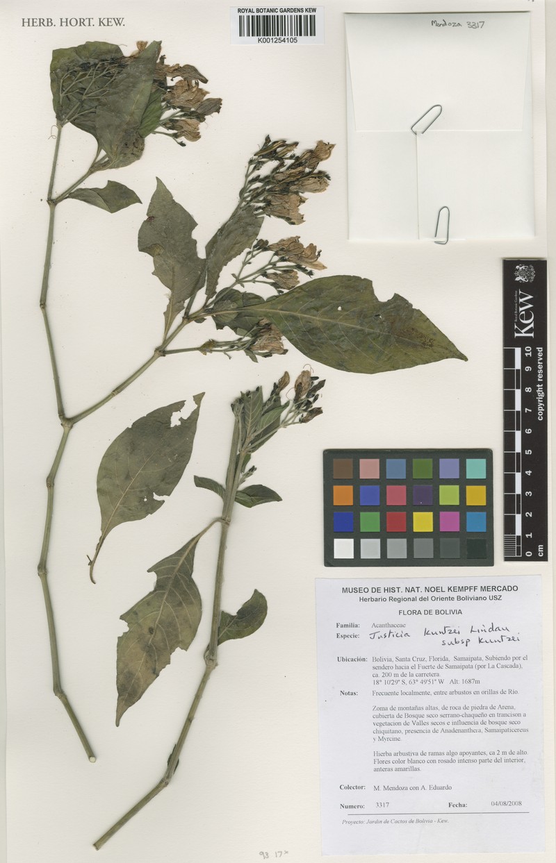 Justicia kuntzei subsp. kuntzei