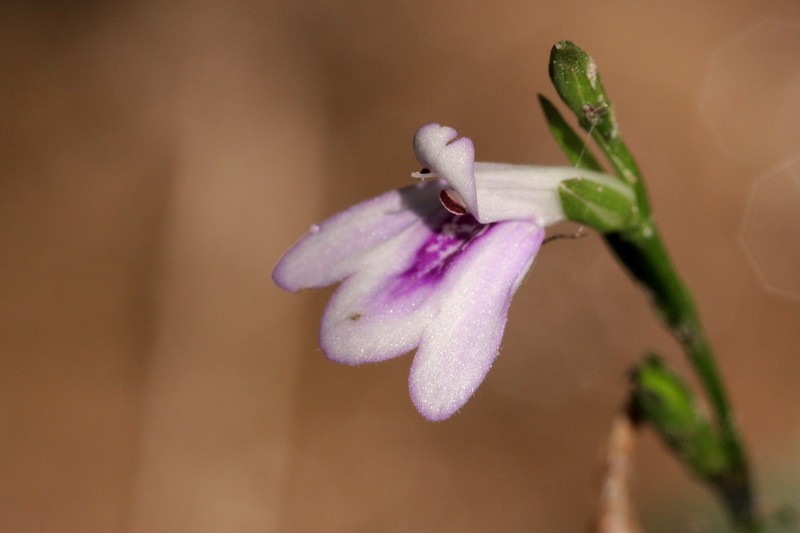 Looseflower Water-Willow photo 5