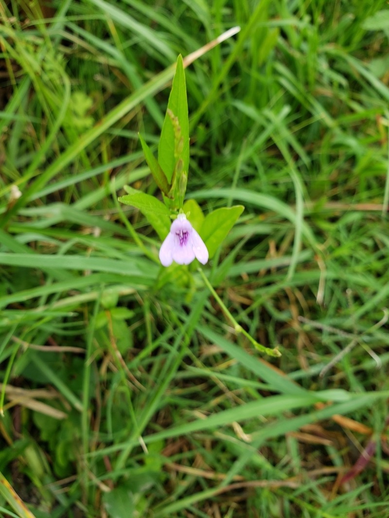 Looseflower Water-Willow photo 6